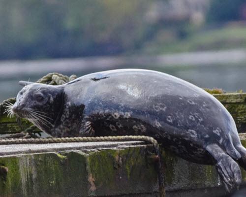 Wildlife Kayak Tour - Poulsbo, Washington