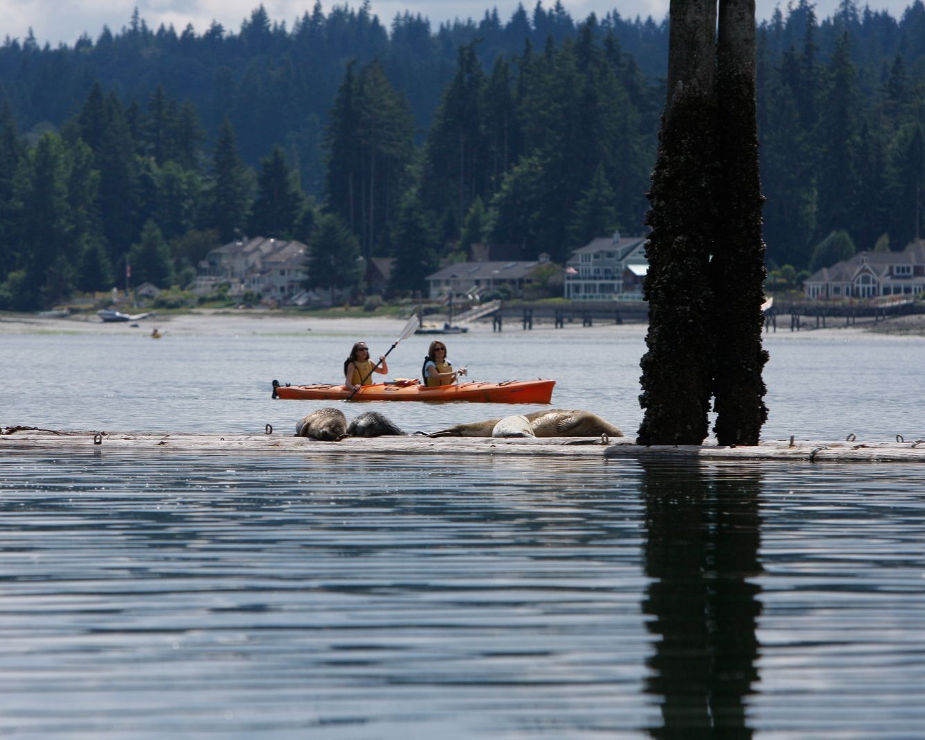 Wildlife Kayak Tour - Poulsbo, Washington