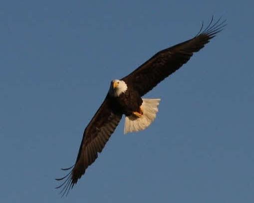 Wildlife Kayak Tour - Poulsbo, Washington