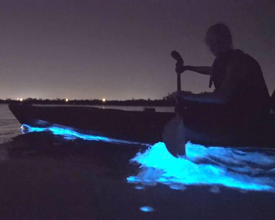 Tour en kayak por bioluminiscencia - Port Gamble, Washington