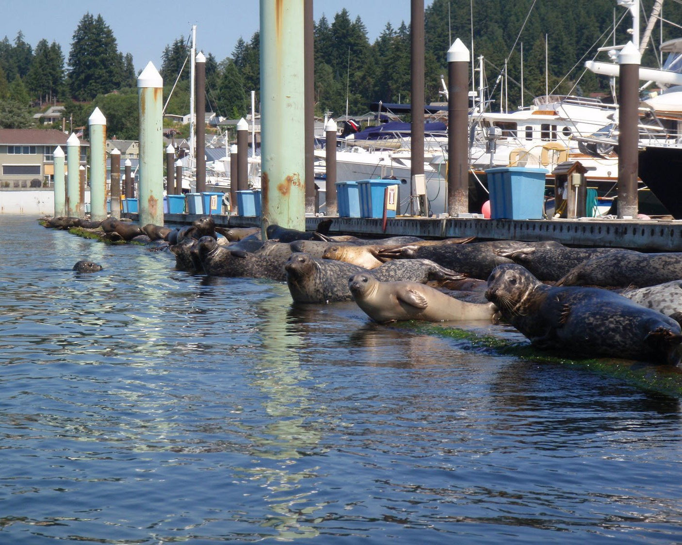 Wildlife Kayak Tour - Poulsbo, Washington